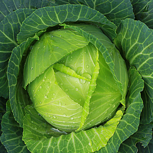 Cabbage